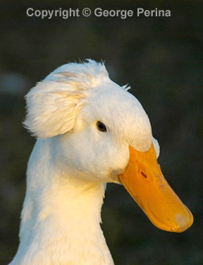 Bad Hair Day