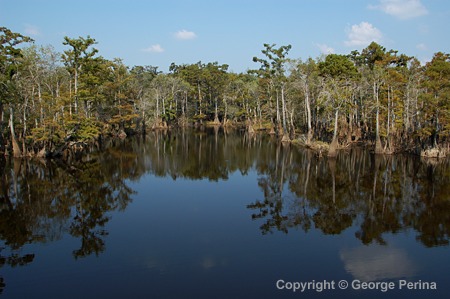 Cypress Bayou