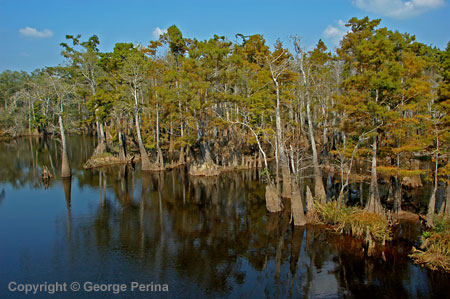 Bayou Splendor