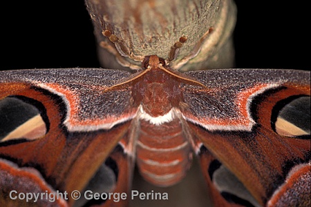 Brown Moth