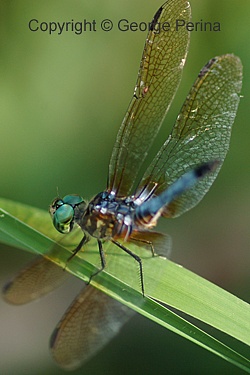 Faceted Dragonfly