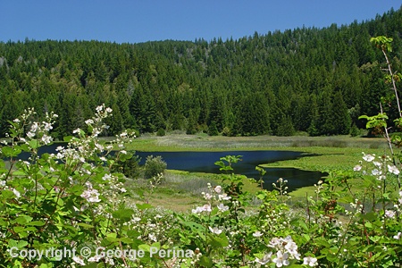 Fort Bragg Pond