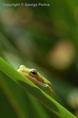 Frog Shadow