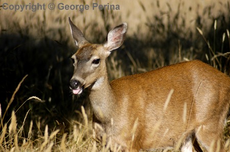 Fun Deer