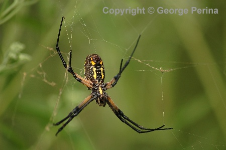 Garden Spider