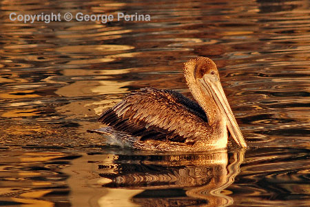 Gold Pelican