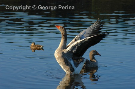 Goose Wings