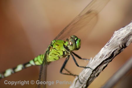 Green Dragonfly