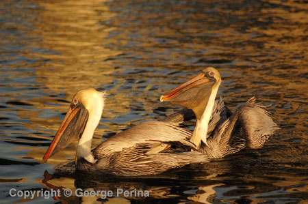 Happy Pelicans