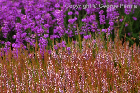 Heather In Bloom