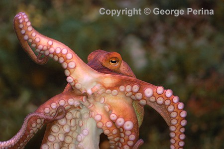 Octopus