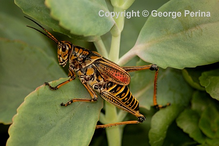 Grass Hopper