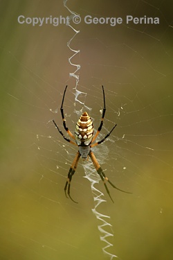 Ocean Springs Spider