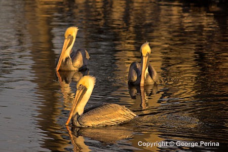 Pelican Trio