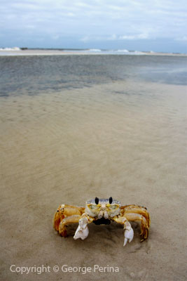 Ship Island Crab