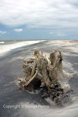 Ship Island Driftwood