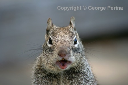 Ground Squirrel