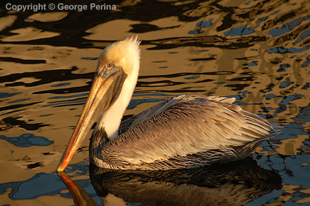 Sunlit Pelican