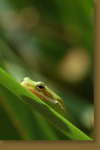 Frog Shadow