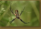 Garden Spider