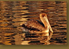 Gold Pelican