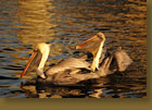 Happy Pelicans