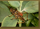 Grasshopper