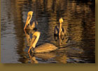 Pelican Trio