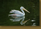 Pelican Mirror