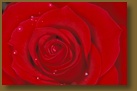 Red Rose