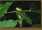 Tree Frog