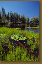 Yosemite Pond