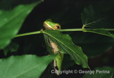 Tree Frog