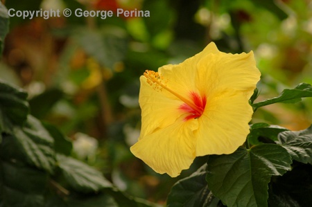 Yellow Hibiscus