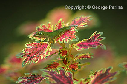 Anole On Leaf