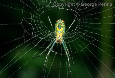 Green Argiope