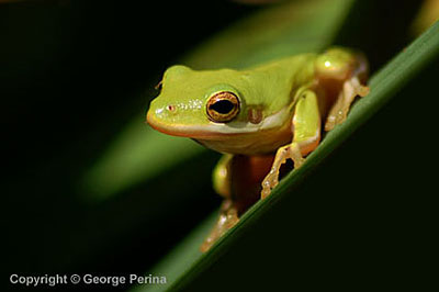 Curious Frog