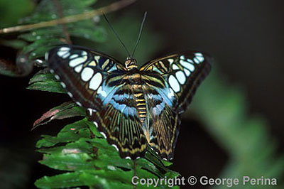 Dotted Butterfly