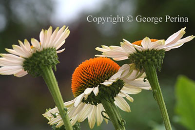 Echinacea Sunrise