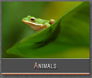George Perina Animal Gallery