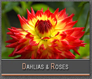 George Perina Dahlia & Roses Gallery