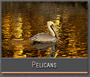 Pelican Gallery