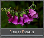 Plants & Flowers Gallery
