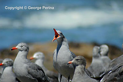 Heermann's Gulls