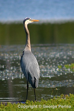 Standing Heron