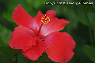 Red Hibiscus