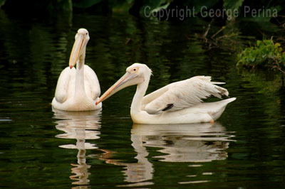 Albino Pelican