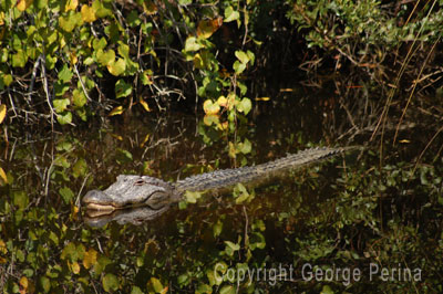 Cruising Gator