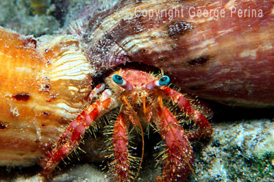 Anemone Crab