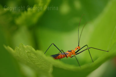 Assassin Bug